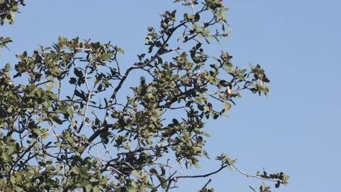 Blue Grey Gnatcatcher picking bugs from a bush in morning light Stock Footage 337917775