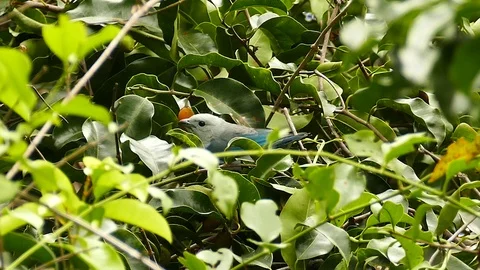 Blue grey tanager trying to feed on fruit that is too hard Stock Footage 123673890