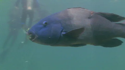 Blue Groper Stock Footage 275727