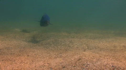 Blue Groper Stock Footage 275985