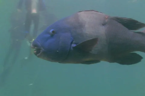 Blue Groper SD NTSC Stock Footage 387894