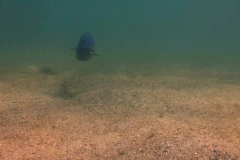 Blue Groper SD NTSC Stock Footage 387897
