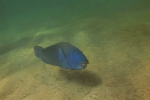 Blue Groper SD NTSC Stock Footage 387901