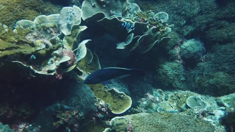 Blue groper swim over colorful coral underwater Stock Footage 260804053