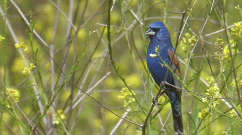 Blue Grosbeak Stock Footage 282210