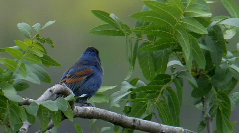 Blue Grosbeak Stock Footage 282222