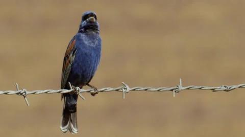 Blue Grosbeak Stock Footage 35194196