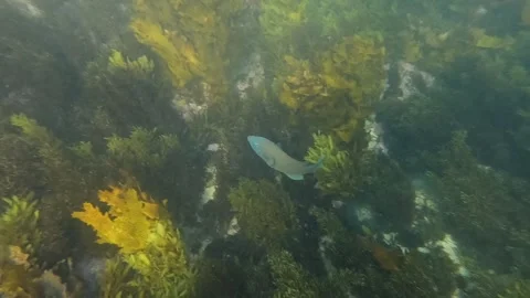 Blue grouper Stock Footage 248810388