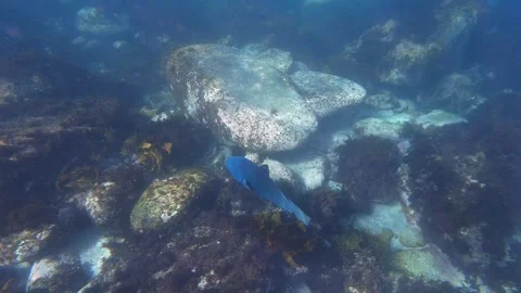 Blue Grouper Stock Footage 289736406