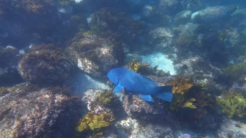 A blue grouper Stock Footage 289736413