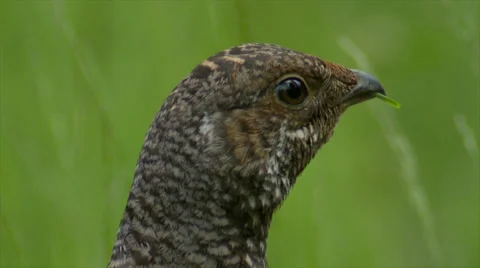 Blue Grouse Stock Footage 38840946