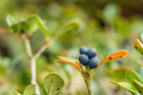 Blue growing berries Stock Photos