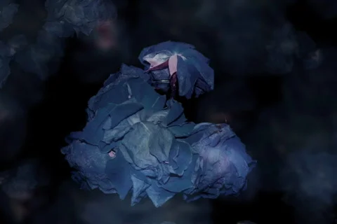 Blue Growing Roses Stock Footage 335644