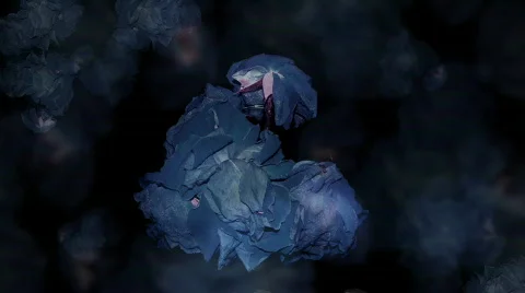 Blue Growing Roses Stock Footage 335650