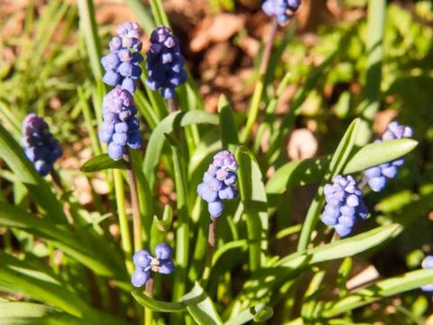 Blue growing spring flow buds green plant outside nature Stock Photos