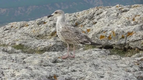Blue gull Larus canus young bird walks Woe Video stock 119102845