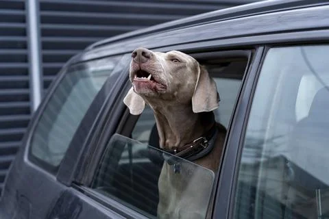 Blue-haired short-haired dog looks out of car window and barks. Close up view of Stock Photos