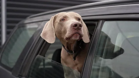 Blue-haired short-haired weimaraner dog looks out of car window and barks Stock Footage 168645612