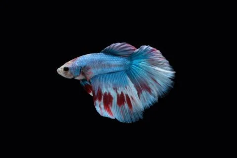 Blue halfmoon betta fish siamese (marble grizzle type) on black background Stock Photos