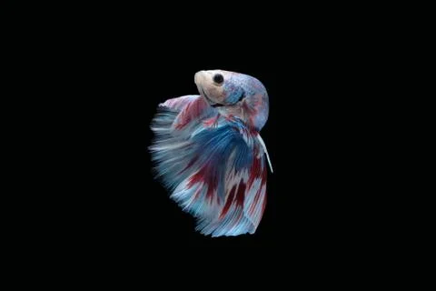 Blue halfmoon betta fish siamese (marble grizzle type) on black background Stock Photos