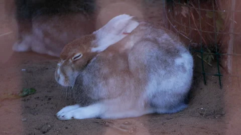 Blue hare or Tundra hare is cleaning itself in slow motion. The rabbit is brown Stock Footage 290465412