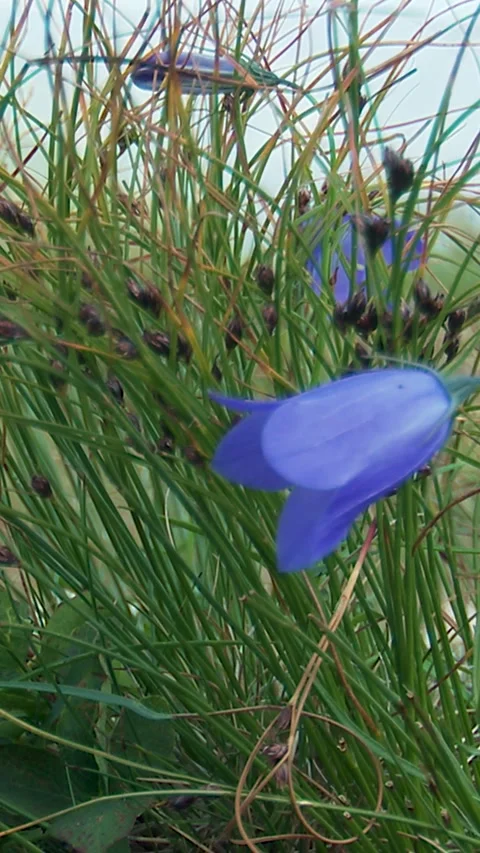 Blue Harebell Flower Blooming in Green Grass Close-Up Stock Footage 346227776