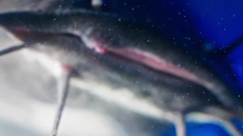 Blue Haven Giants: Nurturing Clarias Catfish Stock Footage 274344646