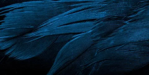 Blue hawk feathers with visible detail. background or texture Stock Photos