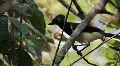 Blue head bird. Brazilian Bird. Cerrado biome. HD Footage