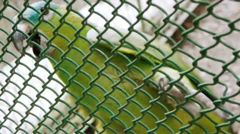 Blue Head Parrot Caged Stock Footage 10971668