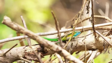 Blue Headed Anole Moves Along Dry Tree Branches Stock Footage 344052776