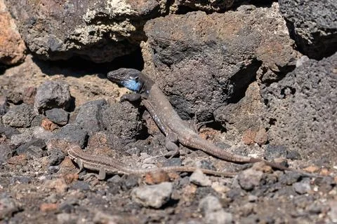 Blue-headed lizard, native to the island of La Palma, Canary Islands, Spain. Stock Photos