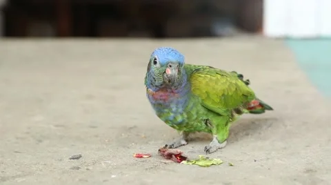Blue headed parrot defecates 動画素材 42149849
