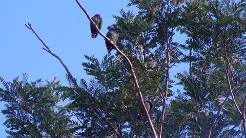 Blue-headed Parrot flock sit in tree communicate and preening feathers 스톡 동영상 99250052