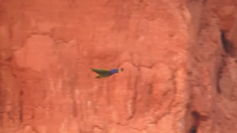 Blue-headed Parrot Flying Against Clay Lick then Exiting Frame in Tambopata Video stock 325766236