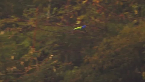 Blue-Headed Parrot Flying Through Dense Green Forest with Camera Tracking Video stock 325495188