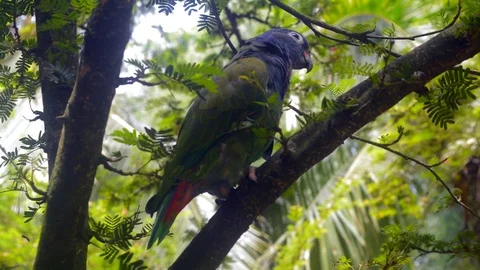 Blue-headed parrot Stock Footage 94159522