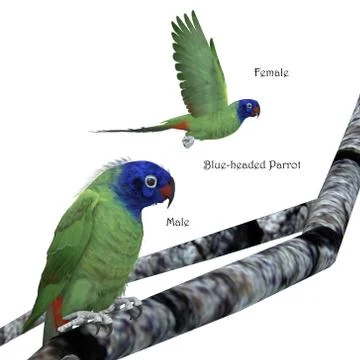 Blue-headed Parrot Illustrazione stock