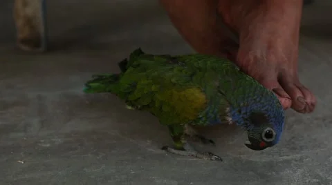 Blue headed parrot pet by toe 動画素材 42149879