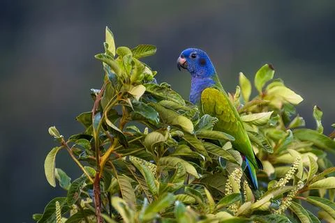 Blue-headed parrot Foto stock