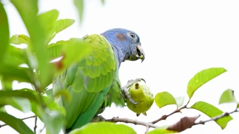Blue-headed parrot Pionus menstruus eating guava on branch in Colombia Stock-Footage 317679537