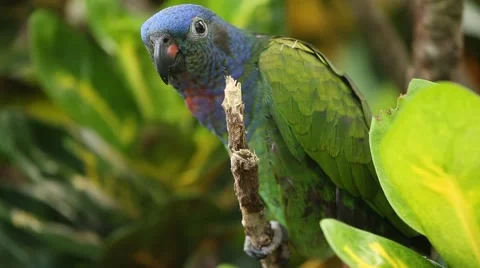 Blue headed parrot in tree 動画素材 42150220