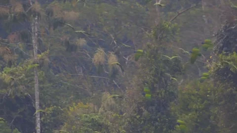 Blue-headed Parrots Flying in Flock over Lush Forest in Tambopata, Peru Stock Footage 325687165