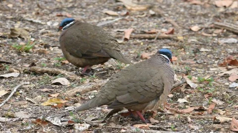 Blue-headed Quail-Doves, Endangered forest birds, Cuba Stock Footage 88566150