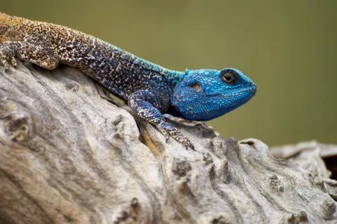 Blue-headed Tree Agama Stock Photos