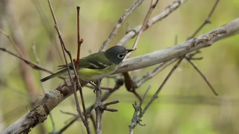 Blue headed vireo bird perched on a dry branch looking around in the forest Stock Footage 325611520