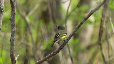 Blue headed vireo bird perched on a swaying branch with blurred forest backgroun Stock Footage 325698201