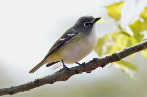 Blue-headed vireo2 Stock Photos