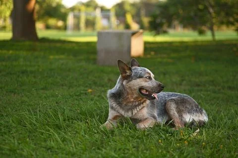 Blue healer Stock Photos