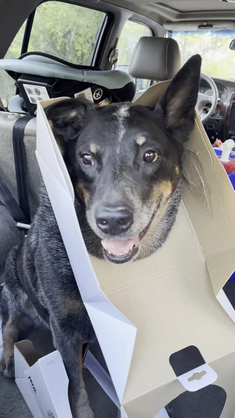 Blue Heeler Gets Head Stuck in Box, Moab, Utah, USA - 14 Oct 2023 Stock Footage 254489146